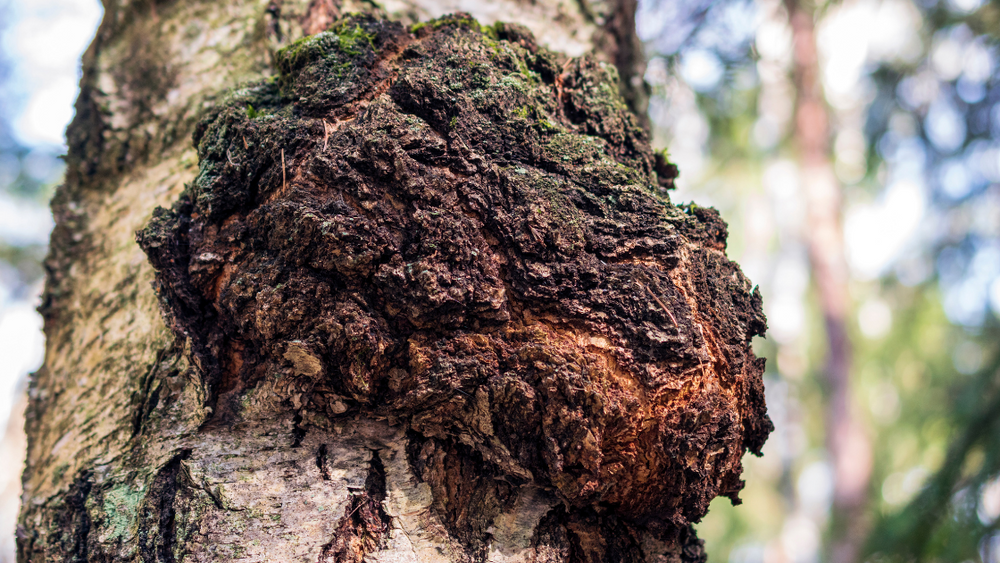 Chaga mushrooms - What are the benefits of these adaptogenic plants?