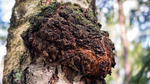 Chaga mushrooms - What are the benefits of these adaptogenic plants?