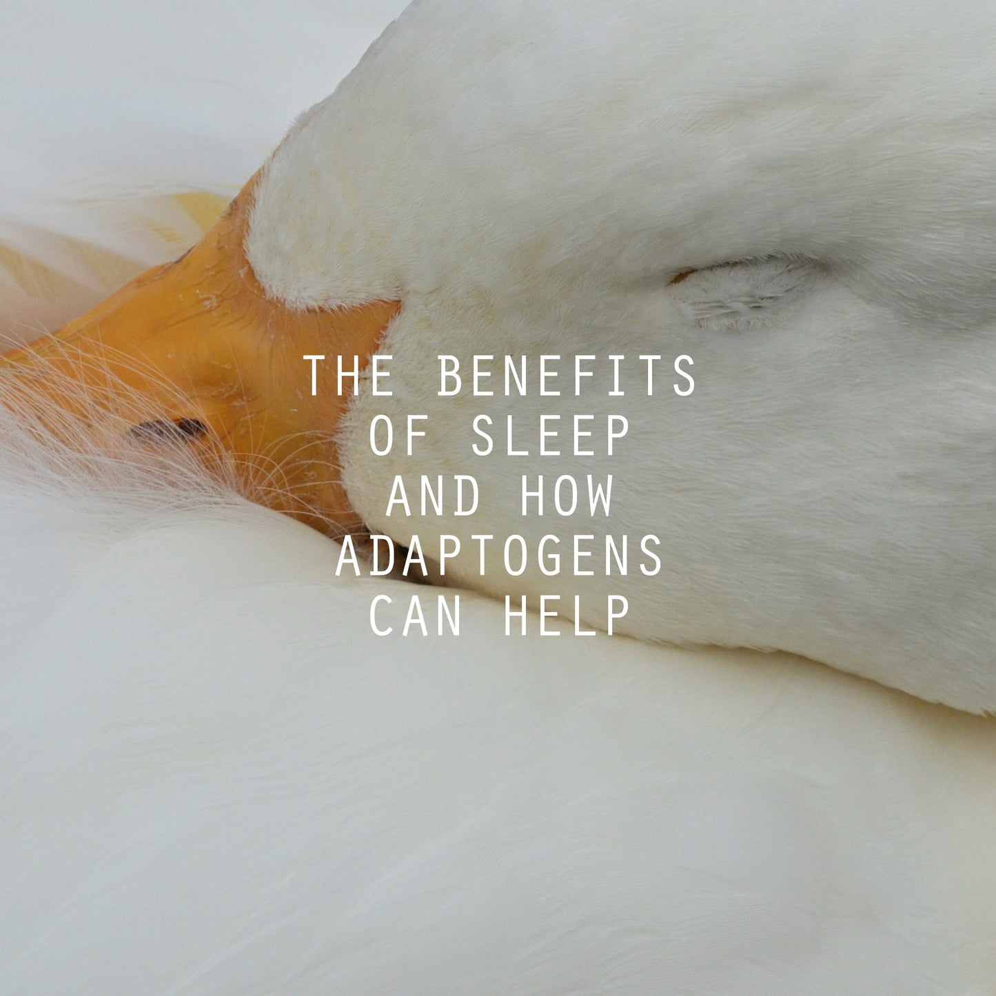 The Benefits of Sleep and How Adaptogens Can Help