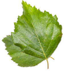 Birch leaves web.png__PID:f14f37e4-6f11-4271-8088-da5e9cdb98e6