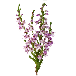 Heather.png__PID:7c50a9a9-8f46-4b46-a0a1-335b7c064412