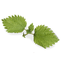 Nettle.png__PID:f253052e-961d-4832-8f94-3c9c82f31418