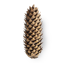 Spruce knot copy.png__PID:9eaddf3d-4bea-4995-b694-79390a1411e8