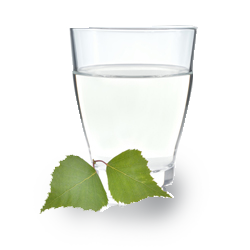 birchs copy.png__PID:60c13f15-9ead-4f3d-8bea-699576947939