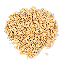 oat_web copy.png__PID:094a36c3-6b80-4e63-a2e5-5be19ffd5840