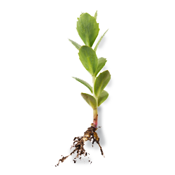 rhodiola.png__PID:f7aed977-b848-4dfd-a9d6-f6a1d44b3191