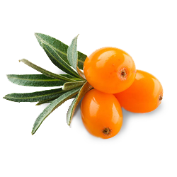 seabuckthorn.png__PID:6b801e63-a2e5-4be1-9ffd-5840c0c7c8ae