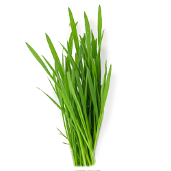 sweetgrass.png__PID:052e961d-7832-4f94-bc9c-82f31418a107
